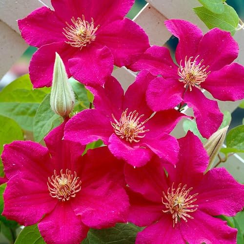 Giant Clematis Flower Pink