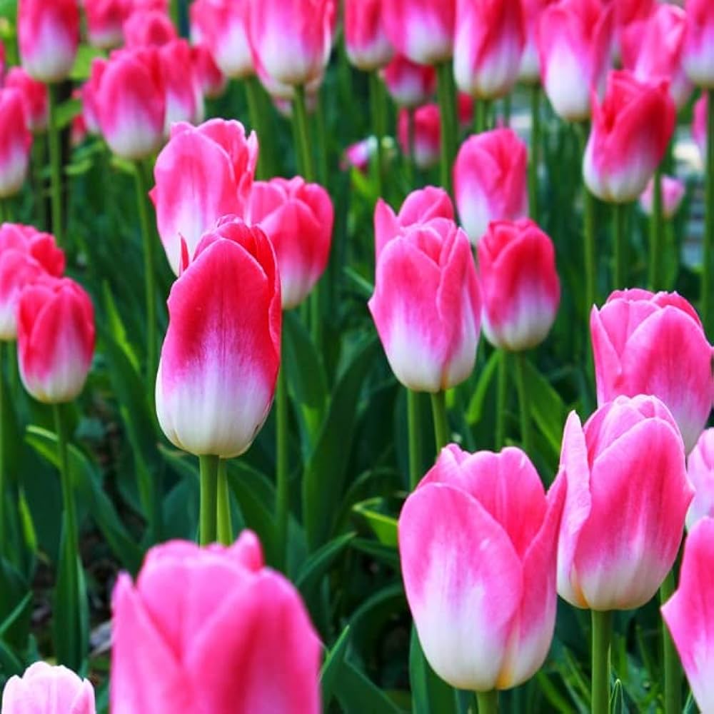 Tulip Tulipa Gesneriana Double variety Flowering Seeds For Planting in spring garden or decorative beds