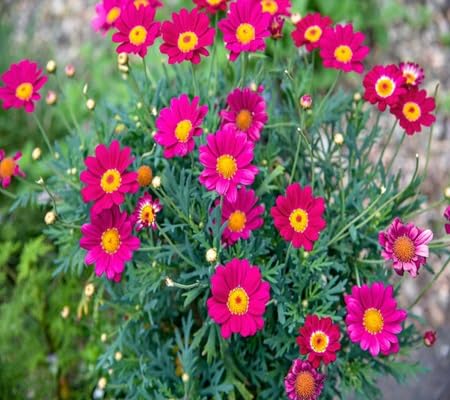 Daisy Flower - Heirloom, Non - Gmo Seeds