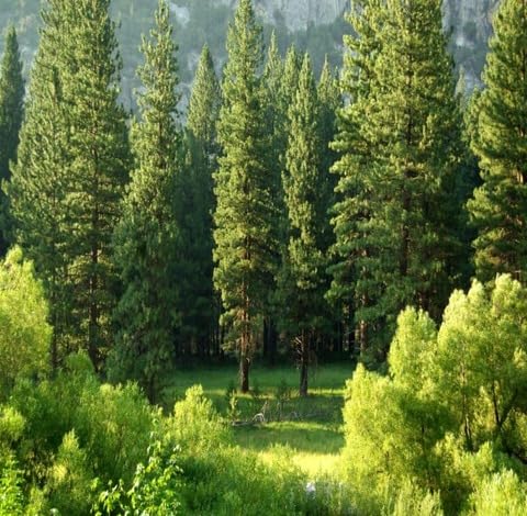 Green Pine Tree