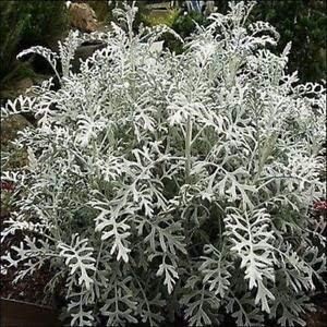 Heirloom Gray Dusty Cineraria Flower Seeds for Planting, Non-GMO