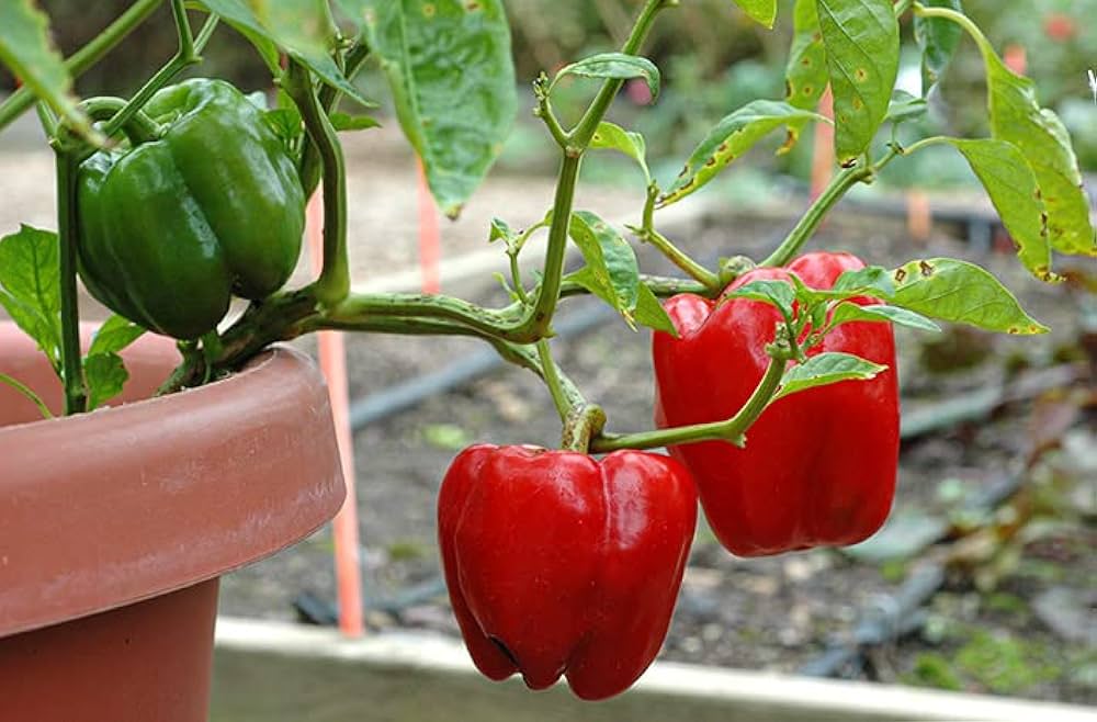 Early Sunsation Bell Pepper Seeds Capsicum annuum for Planting in Vegetable Patch