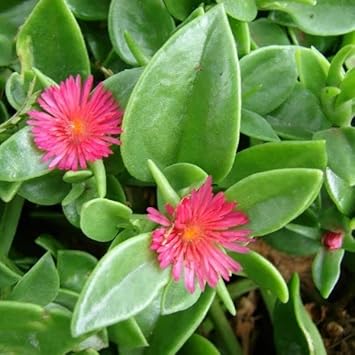 Rose Aptenia Plant Seeds for Planting Non-GMO Heirloom Garden Seeds for Growing Beautiful Flowers seeds for planting in home garden