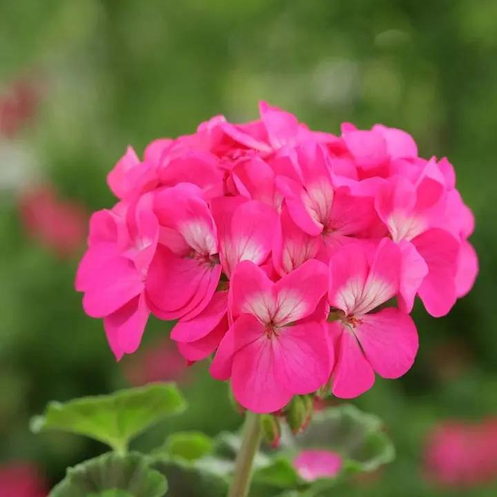 Pink Geranium flower seeds for Planting - Heirloom & Non-GMO Seeds for home garden Dhara Seeds