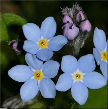 Organic Sea Blue Myosotis Sylvatica Flower Seeds for Planting – Heirloom, Non-GMO