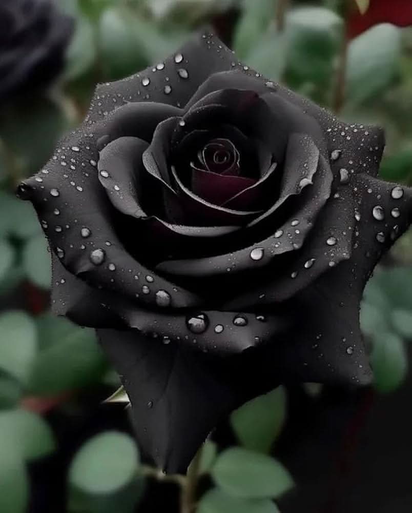 Black Bonsai Rose Rosa Hybrida flower seeds for planting in home garden bonsai displays and decorative pots