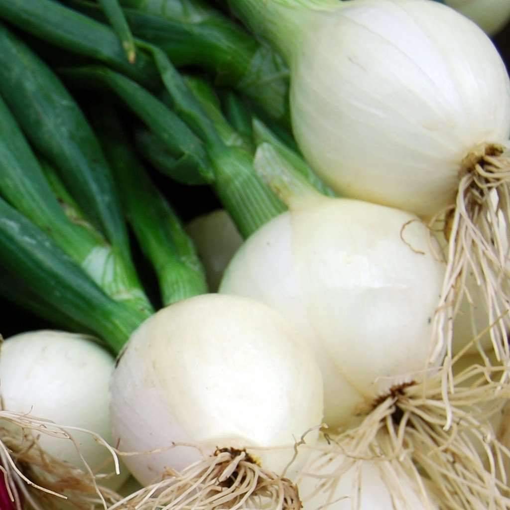 Heirloom Crystal White Wax Onion - Seeds for White Bermuda Cocktail Onions