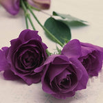Rose Rosa for planting in flower bed
