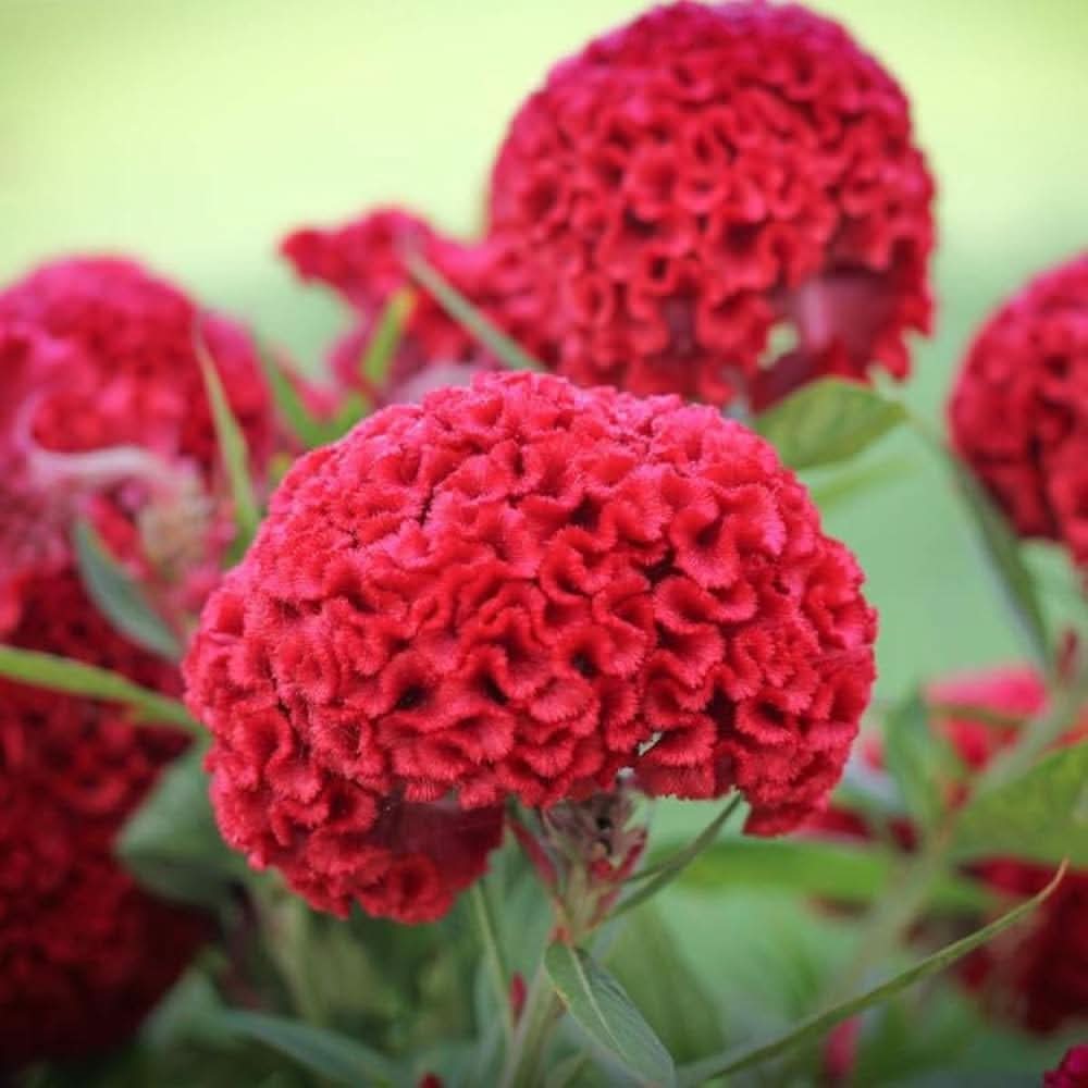 Celosia Giant Brain Crazy Colors Flowering Seeds For Planting