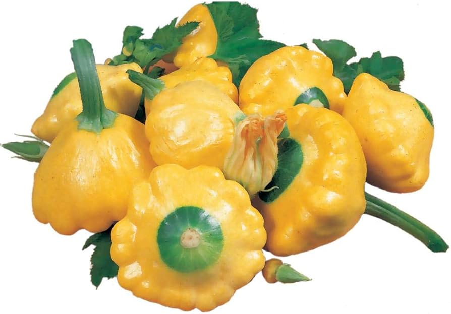 Sunburst Hybrid Squash Seeds | Pattypan Golden Scallop Squash – Heirloom, Non-GMO, High Germination Organic Garden Seeds
