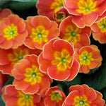 Orange Primrose Flower Seeds for Planting - 100 seeds for planting in home garden