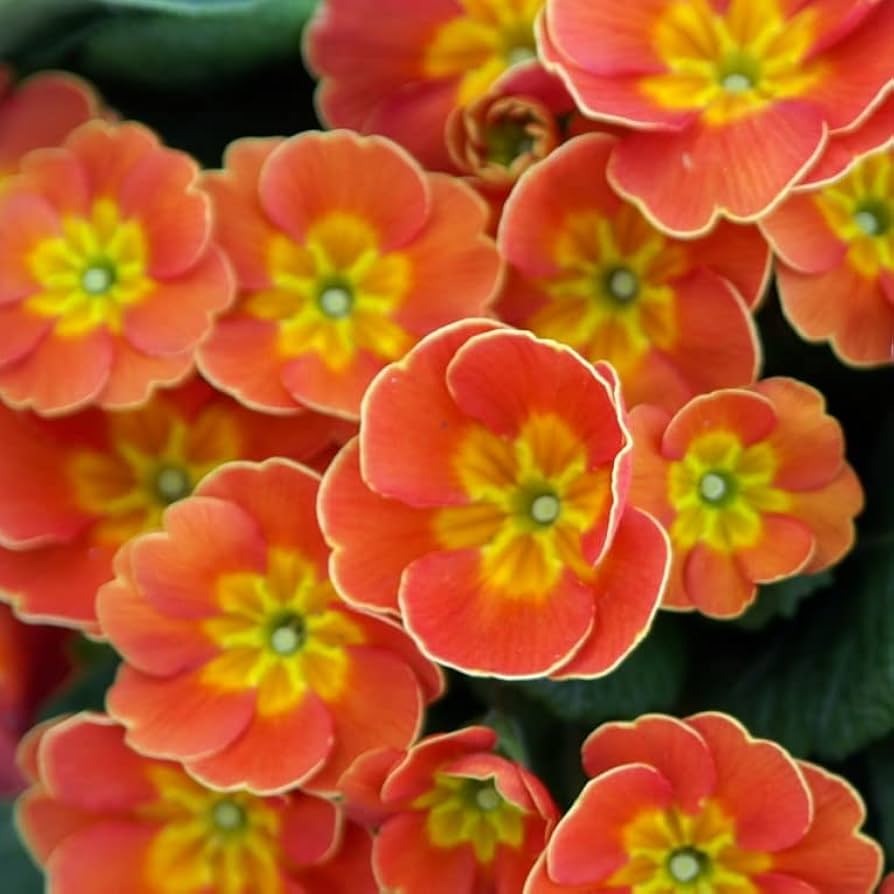 Primula Malacoides Flower Seeds for Planting 100 seeds for planting in home garden