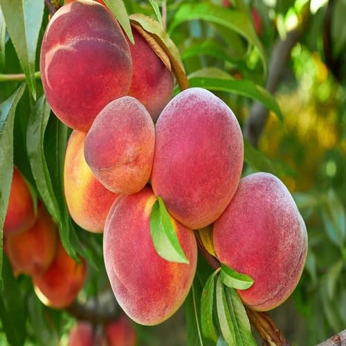 Pink Peach Fruit - Heirloom, Non - Gmo Seeds