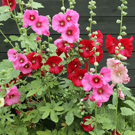 Mixed Hollyhock Flower - Heirloom, Non - Gmo Seeds