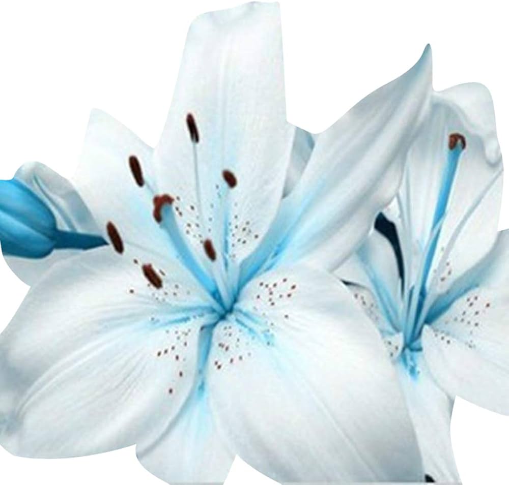 Lily Nymphaea Caerulea Blue Heart Flower Seeds for Planting – Perfect for Water Gardens and Backyard Ponds