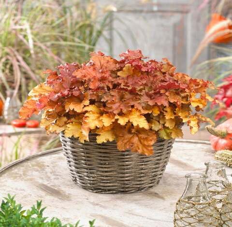 Orange Heuchera - Heirloom, Non - Gmo Seeds