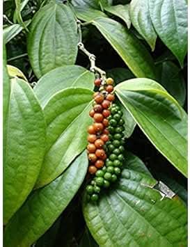 Piper Nigrum Fruit Seeds - Grow Peppercorns for Freshly Ground Spices