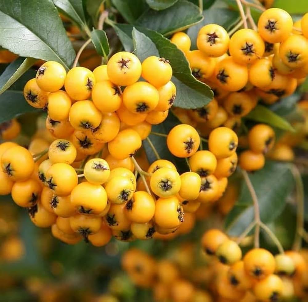 Pyracantha Coccinea Plant Seeds for Planting