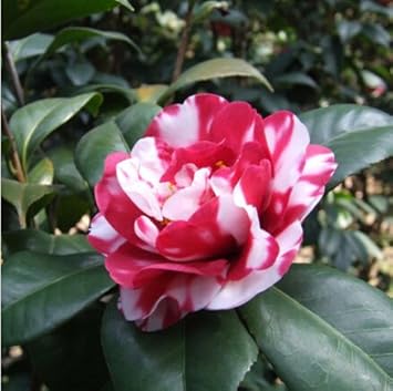 Camellia Japonica Flower - Heirloom, Non - Gmo Seeds