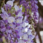 Japanese Wisteria Floribunda Purple Climbing Vine Seeds for Planting – Non-GMO Heirloom for planting in home garden