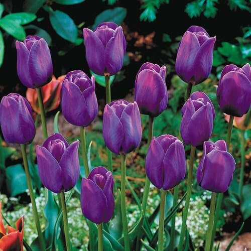 Voilet Tulip Flower