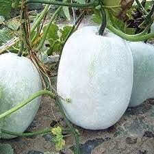 Ash Gourd Vegetable Seeds for Planting
