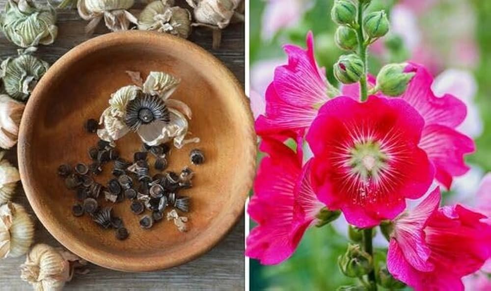 Organic Heirloom Hollyhock Seeds Mix