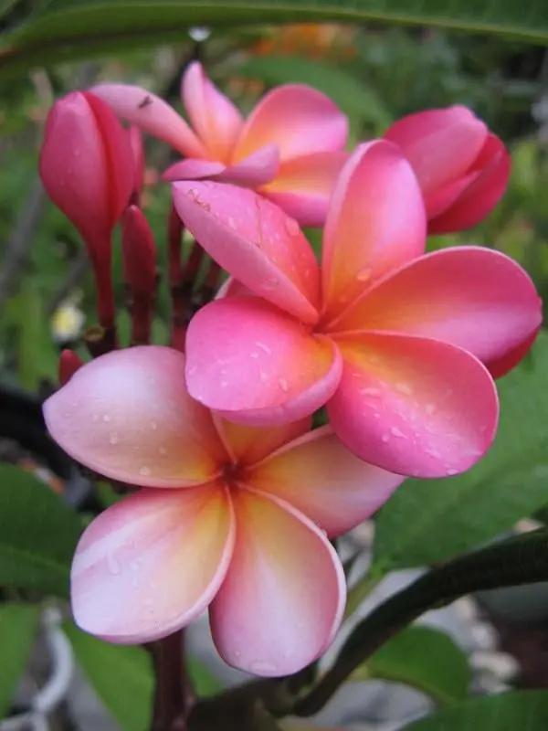 Pink Frangipani Flower Seeds for Planting – NON GMO Seeds Dhara Seeds
