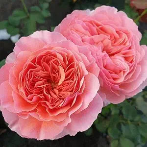 towering hollyhock plants with lush salmon-pink double flowers

