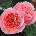 towering hollyhock plants with lush salmon-pink double flowers

