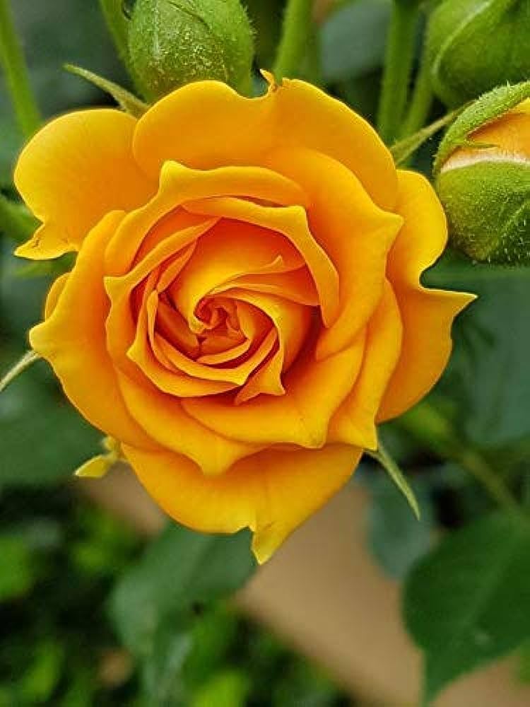 Yellow Rose Bush (Rosa xanthina) for planting in garden borders