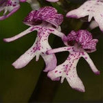 Orchis Italica Orchid Seeds – Purple Flowering Plant Seeds for Home Garden Dhara Seeds