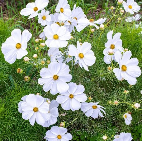 White Cosmos Flower - Heirloom, Non - Gmo Seeds