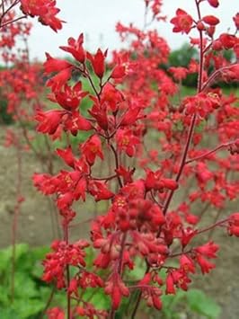 Red Coral Bells Flower Seeds for Planting - 100