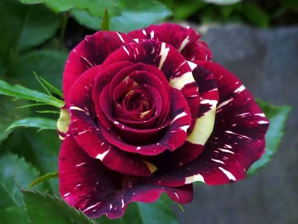 Rose Rosa Hybrida Black with White Red Edge Flower Seeds for Planting