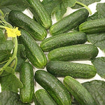 Diamond F hybrid cucumber seeds for greenhouses