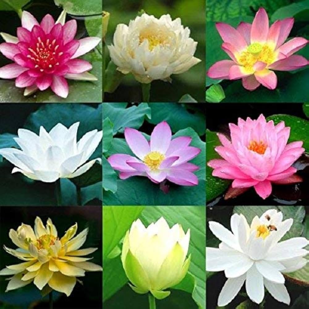 Nelumbo Nucifera Lotus ( Mix Colors) Seeds