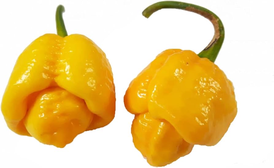 Chili Pepper Capsicum Chinense Yellow Trinidad Moruga Scorpion Vegetable Seeds for Planting – Perfect for Spicy Kitchen Garden