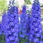 Larkspur Blue Spire flower seeds