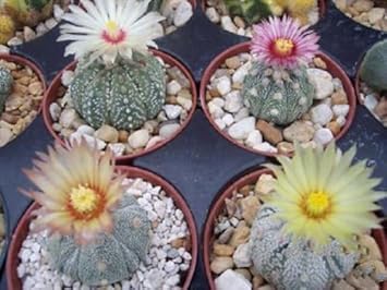 Mixed Astrophytum Plant Seeds for Planting, 100