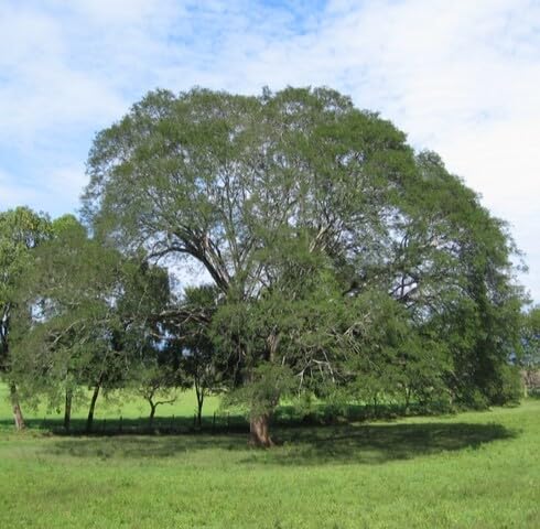 Green Enterolobium Tree - Heirloom, Non - Gmo Seeds