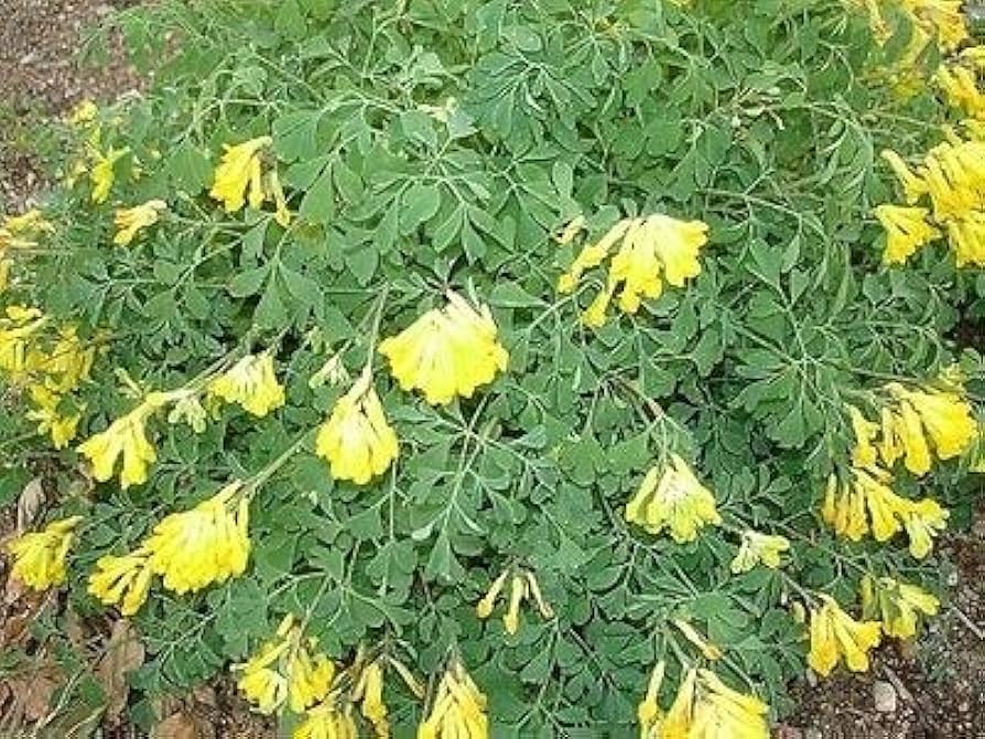 Corydalis Corydalis lutea Flower Seeds for Planting in Flower Bed and Garden