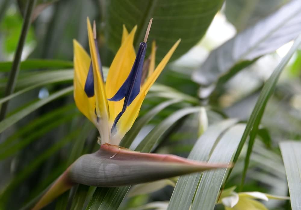 Violet Yellow Strelitzia Flower Seeds for Planting, NON GMO Seeds seeds for planting in home garden