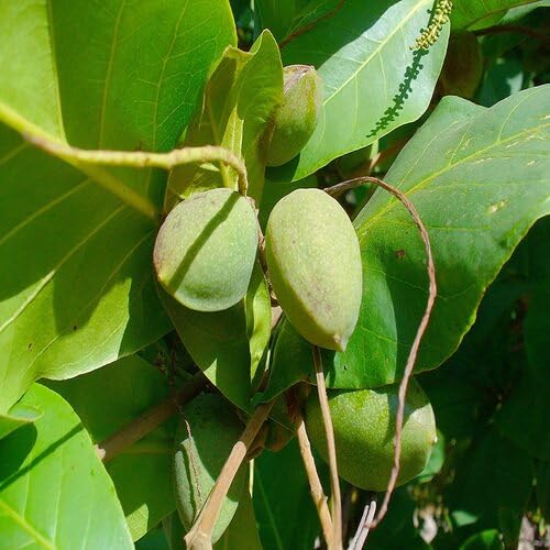 Almond Tree Green - Heirloom, Non - Gmo Seeds