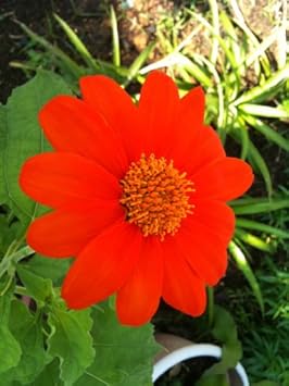 Red Tithonia Rotundifolia Flower Seeds for Planting - 100 seeds for planting in home garden