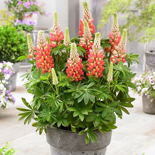 Green Lupine