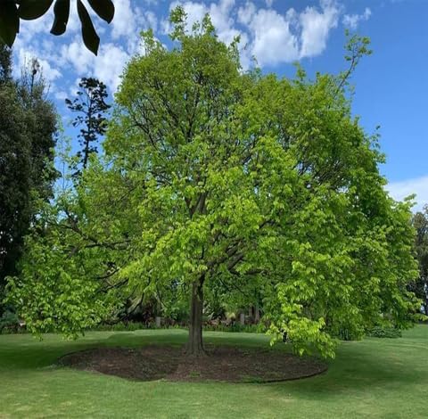 Green Elm Tree - Heirloom, Non - Gmo Seeds