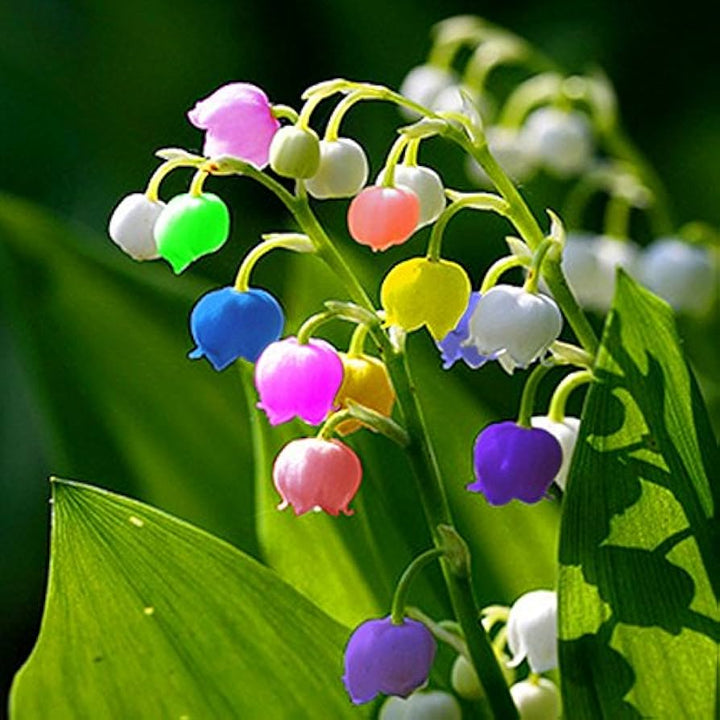 Heirloom Mixed Bell Orchid Flower Seeds – Non-GMO Colorful Garden Blooms for Planting
