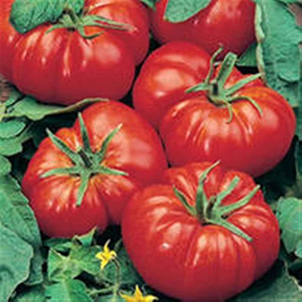 Tomato Solanum Lycopersicum Marmande Paris Beefsteak Vegetable Seeds for Planting – Ideal for Large Fruit and Sandwiches
