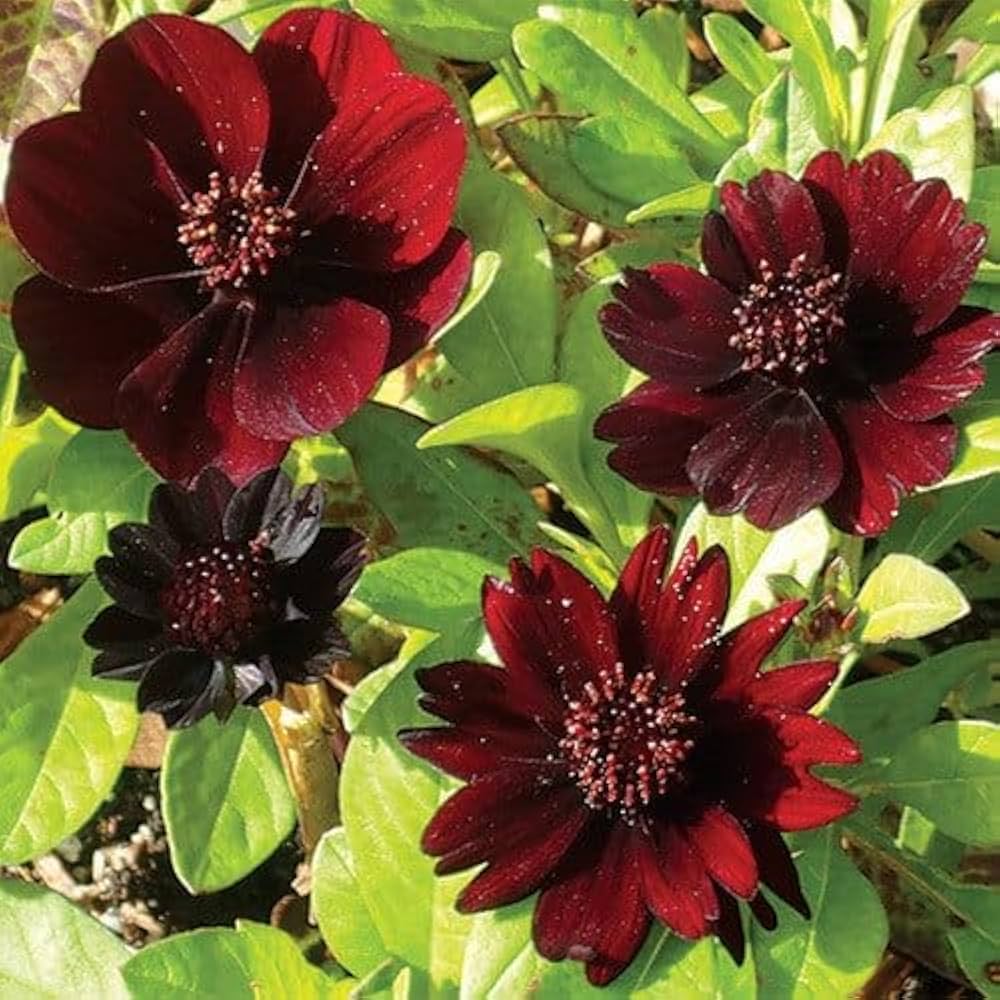Cosmos Atrosanguineus Black Magic Chocolate for garden